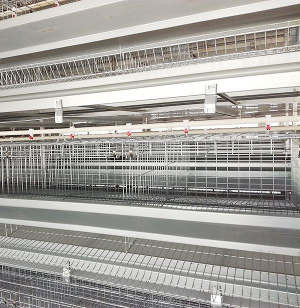 秋季肉鸡装备怎样合理使用，，，你知道吗？